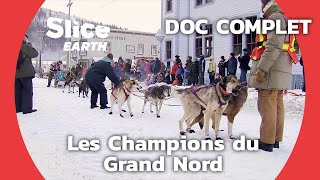 La vie des chiens de traîneau au Yukon