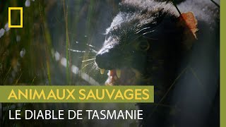 Documentaire La violence de l’accouplement des diables de Tasmanie