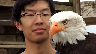 Documentaire L’aigle : la vision la plus parfaite du règne animal
