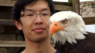L'aigle : la vision la plus parfaite du règne animal