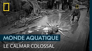 Documentaire Le calmar colossal, tueur redoutable des mers australes