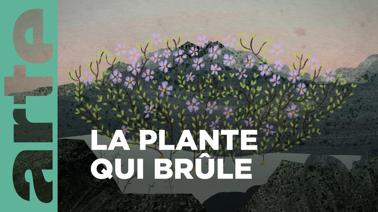 Le ciste cotonneux | Chroniques végétales