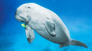 Documentaire Le dugong c’est la vache des mers