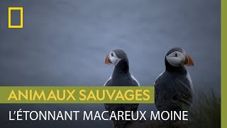Le macareux, un oiseau plus à l'aise dans l'eau que dans les airs