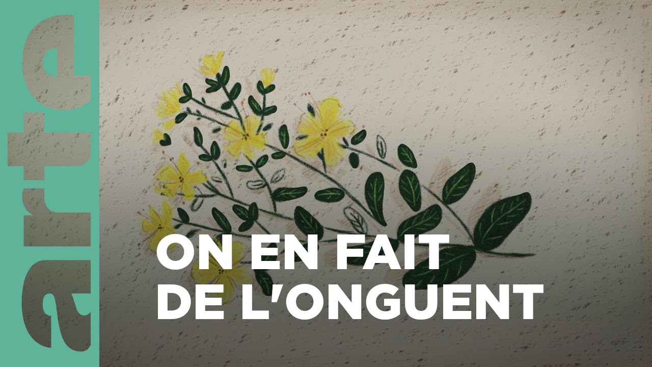 Le millepertuis | Chroniques végétales