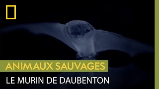 Le murin de Daubenton, chasseur nocturne d'exception
