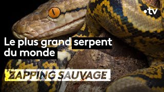 Le plus grand serpent du monde