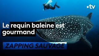 Le requin-baleine est fort gourmand