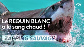 Documentaire Le requin blanc détecte une goutte de sang dans une piscine olympique !