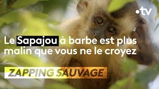 Le sapajou à barbe est plus rusé que toi !