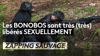 Documentaire Les Bonobos sont très (très) libérés sexuellement