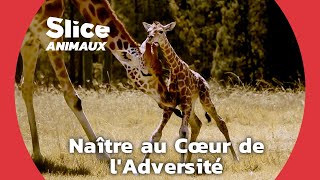 Les premiers pas d’une girafe dans un habitat en péril