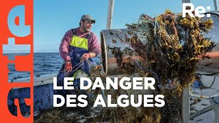 Documentaire Les algues : menace pour les pêcheurs
