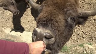 Les bisons d’Espagne