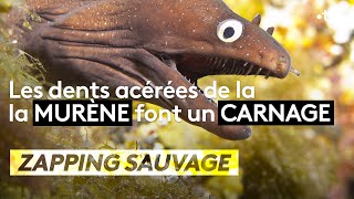 Les dents acérées de la murène font un carnage