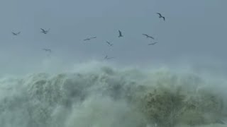 Documentaire Les goélands pêchent dans les vagues géantes