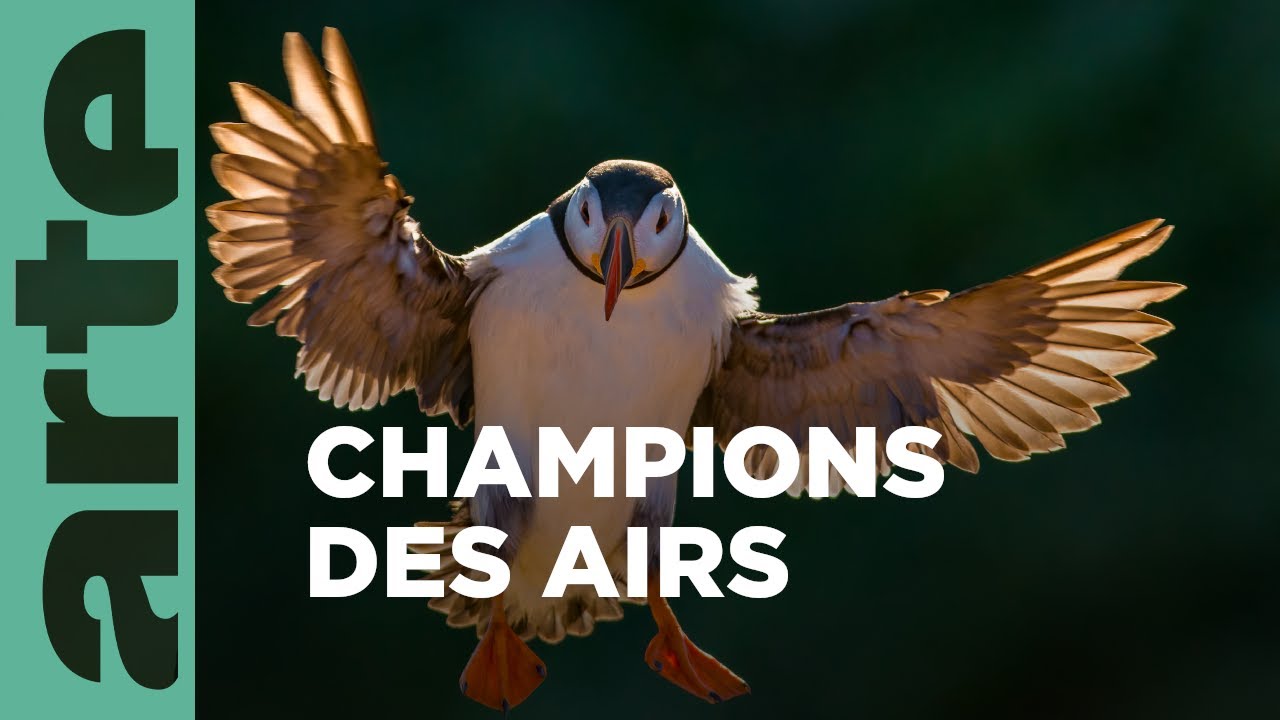 Documentaire Les oiseaux