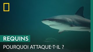 Documentaire Les plaintes d’un poisson blessé suffisent-elles à attirer un requin ?