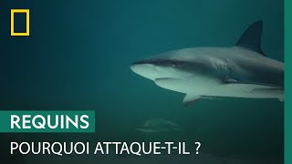 Les plaintes d'un poisson blessé suffisent-elles à attirer un requin ?