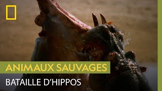 Les points d’eau, lieux de tensions chez les hippopotames