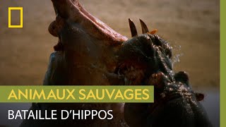 Documentaire Les points d’eau, lieux de tensions chez les hippopotames