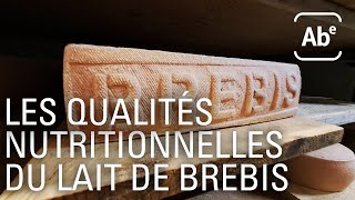 Documentaire Les qualités nutritionnelles du lait de brebis