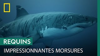 Les requins ne mordent pas seulement pour se nourrir