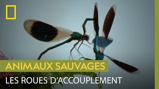 Les roues d'accouplement des demoiselles