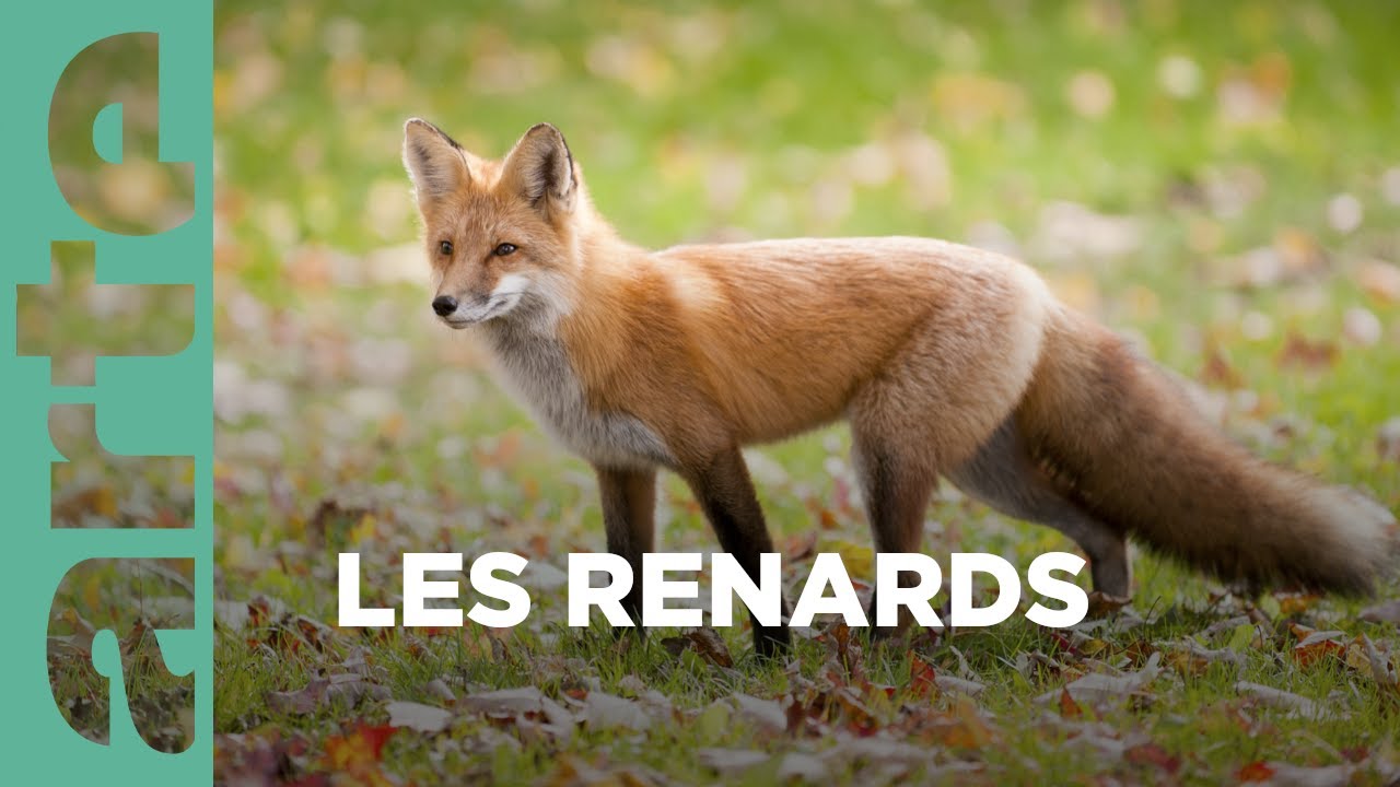 Les superpouvoirs des animaux | Les renards