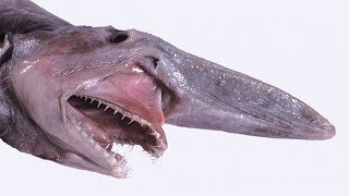 L'improbable requin-lutin