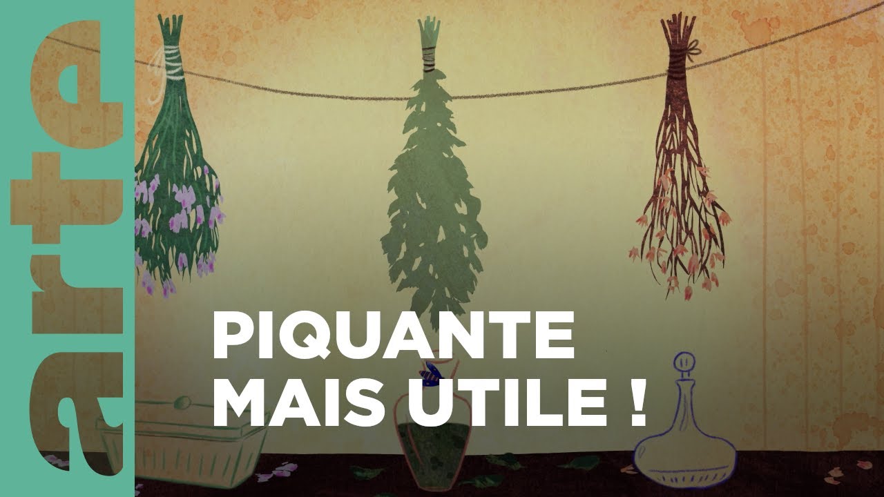 L’ortie | Chroniques végétales