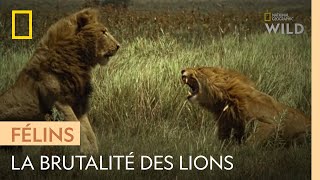 Lutte acharnée entre deux clans de lions pour un troupeau de buffles