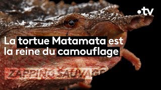 Matamata, la tortue un peu moche mais incroyable