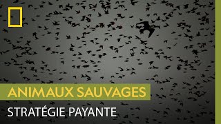 Même l’animal le plus rapide du monde ne peut rien contre des passereaux bien organisés