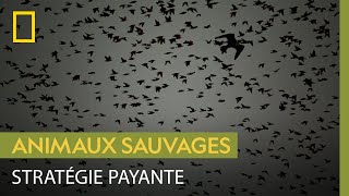 Documentaire Même l’animal le plus rapide du monde ne peut rien contre des passereaux bien organisés