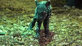 Documentaire Naissance d’un bébé tapir au zoo du Cerza