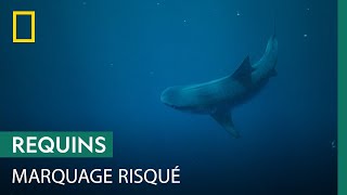 Documentaire Plongée sans cage pour marquer des requins-tigres