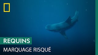 Plongée sans cage pour marquer des requins-tigres