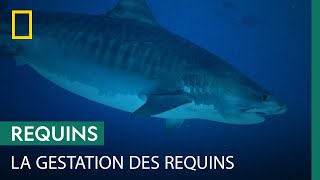 Pourquoi les femelles requins en fin de gestation ne s'alimentent-elles plus ?