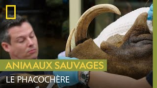 Quand on s’occupe d’un phacochère, mieux vaut rester prudent