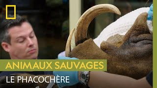 Documentaire Quand on s’occupe d’un phacochère, mieux vaut rester prudent