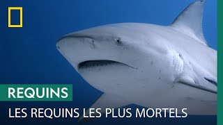 Quelles sont les espèces de requins responsables des attaques mortelles ?