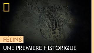 Rare : un léopard des neiges capturé à l'état sauvage