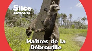 Ratons Laveurs : adorables et ingénieux
