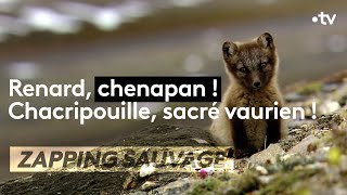 Documentaire Renard, chenapan !