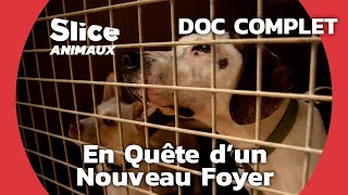 Rétablir la confiance des chiens abandonnés