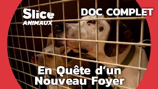 Documentaire Rétablir la confiance des chiens abandonnés