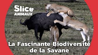 Documentaire Savane : entre biodiversité éclatante et conflits naturels