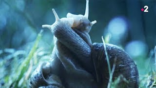 Documentaire Sexe : les escargots l’aiment long et mou