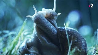 Sexe : les escargots l’aiment long et mou